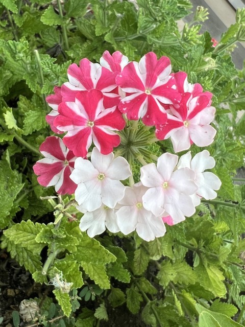 きれいに咲いたバーベナ