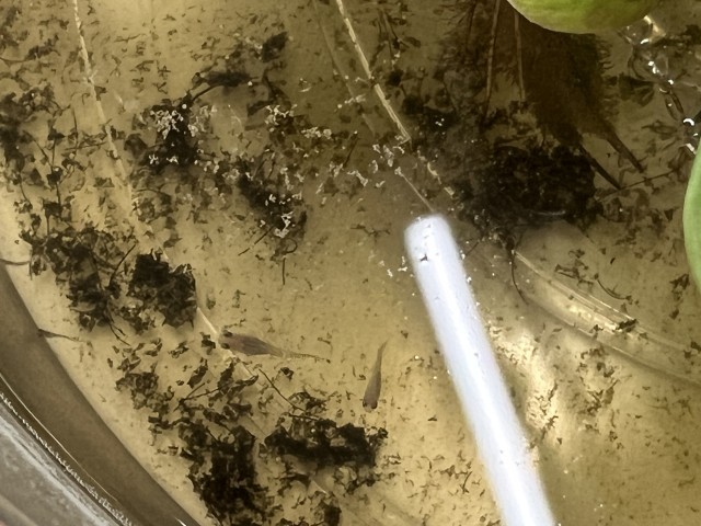 メダカの子ども
