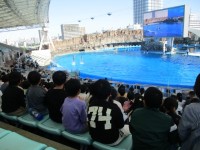 イルカショー　観客席背景