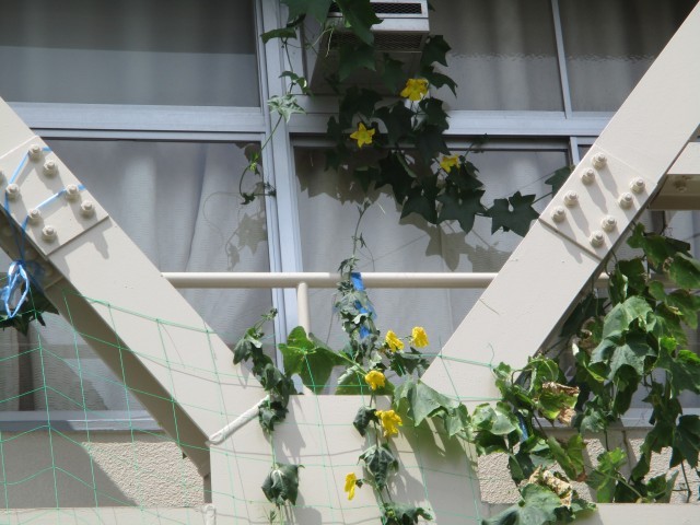 ひょうたんの花の写真