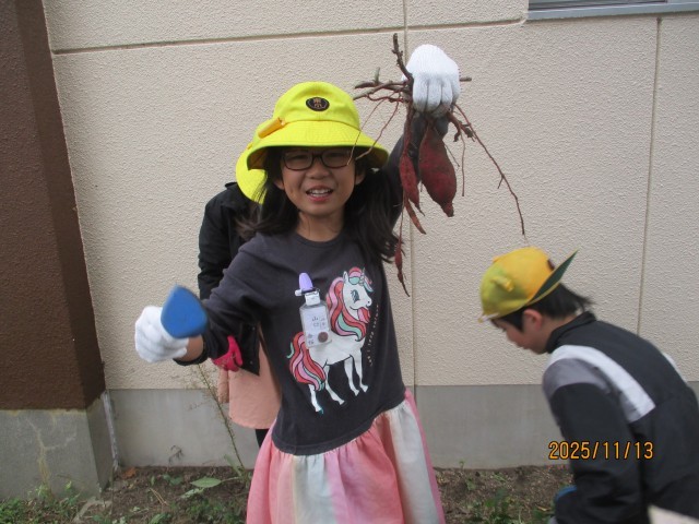 サツマイモ掘りの様子①