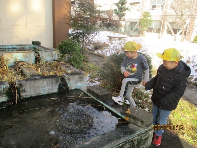 観察池で雪玉の溶け方を見ている様子