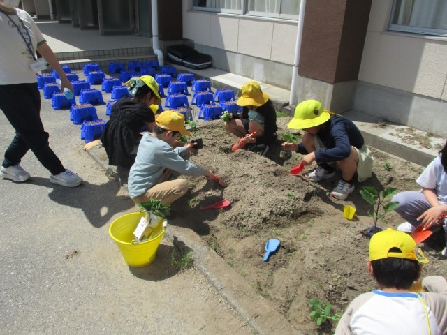 夏野菜を植えている様子①
