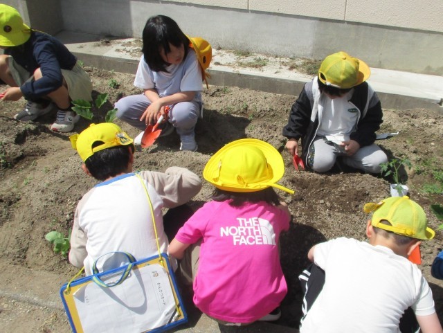 夏野菜を植えている様子②