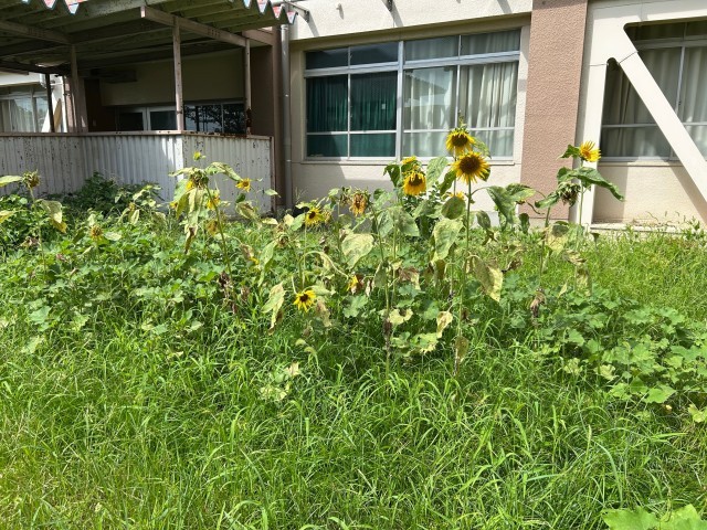 中庭のヒマワリ