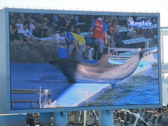 イルカショー