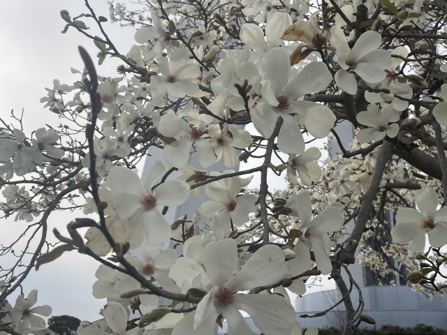 大きなこぶしの花　見事ですね！