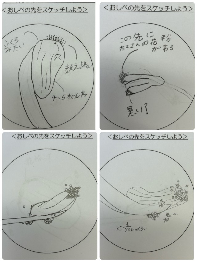 生徒の描いたおしべの先のスケッチ