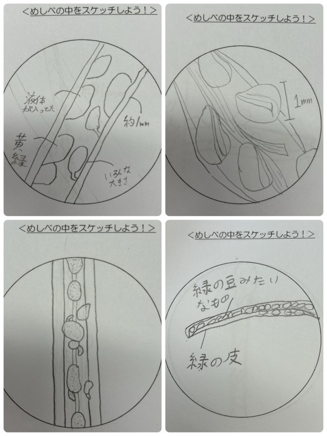 生徒の描いためしべの中のスケッチ